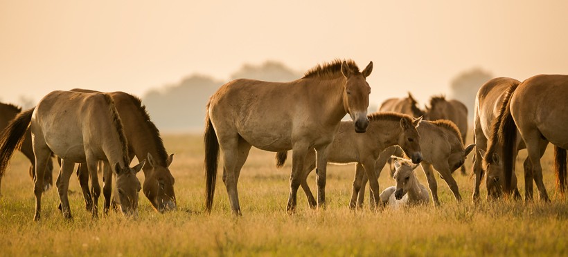 Przewalski Horses - The Worlds Last Truly Wild Horse Is Making A Comeback